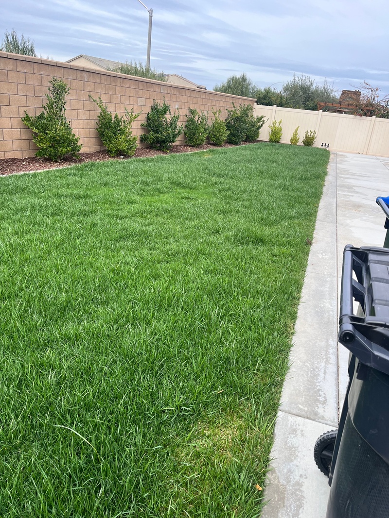 About 1 month later. Grass length about 6-8 inches long